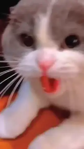 Zero thoughts, 100% entertainment 🤣 #cat #pet #catlover #catsoftiktok 