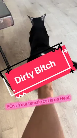 Having female cats be like #cats #kittensoftiktok #gibraltar #foryoupage #catok 😂😂