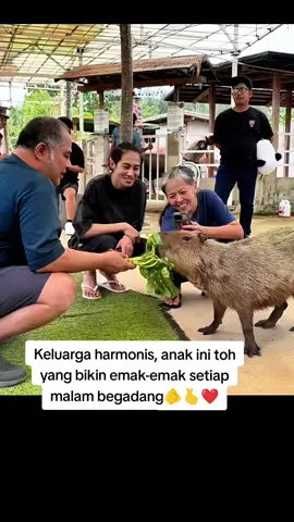 Keluarga DJ panda harmonis, terlihat saling peduli saling sayang saling melengkapi, DJ panda keren