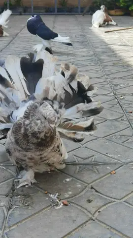 #fancy #foryoupage❤️❤️ #ethiopian_tik_tok🇪🇹🇪🇹🇪🇹🇪🇹 #100millionviews #viral_video #pigeonlovers #bird #habesha #ኢትዮጵያ_ለዘለዓለም_ትኑር🇪🇹🇪🇹🇪🇹 #creatorsearchinsights #creatorsearchinsights #ethiopian_tik_tok #fyp #foryoupage #habeshatiktok #pigeons 