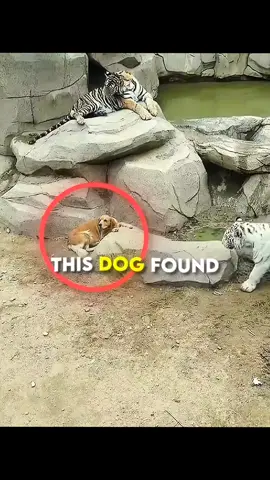 Dog & tiger love #naturelove #nature #foryoupage #fyp #fypシ 