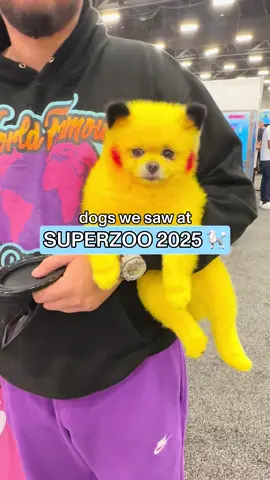 the dogs were let OUT at superzoo! 🐕🦮🐩🐕‍🦺🐾 @zaza @Paws by Kai @jeanninefullmer on IG @lillyluxtravels on IG @dogtaught  @k9pawsdog on IG @hufflepuffbulldog on IG @LilYorkieCrew  #superzoo #superzoo2025 #dogs #dogparents #dogsoftiktok #dogtok #dogparent #doghealth #dogtips #dogsofttiktok #dogmom #dogdad #doglover #dogtok #funnydogs #doglovers #dogvideo #cutedogs #dogvideos #doggrooming #doggroomer #petfood #dogfood #k9softiktok 