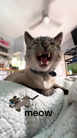 #arthur #meow #cat #silly #Minecraft 