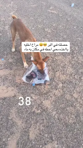 #تراند #اكسبلوررر #السعودية🇸🇦  🤕 تخيلو لم شاف السياره يجري معها عرفت انه يبي مويا توقعت انه حق ناس بس ماحوله احد 🥲❤️ شكله ضايع 