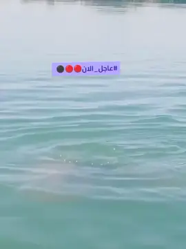 خروج #ابو_الميش من السجن  ابو الميش النضام ما قدر عليه 🤣😅 #ابو_الميش #سما_منبج #الجميع #دير_الزور #منبج_حلب #دير_الزور #دير_الزور #جرابلس #سوريا #منبج_الرقة_ديرالزور_الشاويه #الـجزيرة 