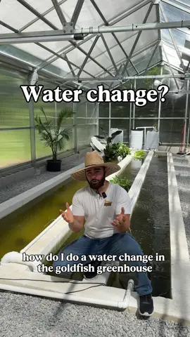 This is 100x easier than my water changes I did in my basement, going tank to take with pumps and hoses to drain and refill. This is the convenience of having all the water in the system connected, but it does come at a greater risk for one cycle crash or water parameter shift to affect all the goldfish at once. #fish #goldfish #aquarium #ranchu 