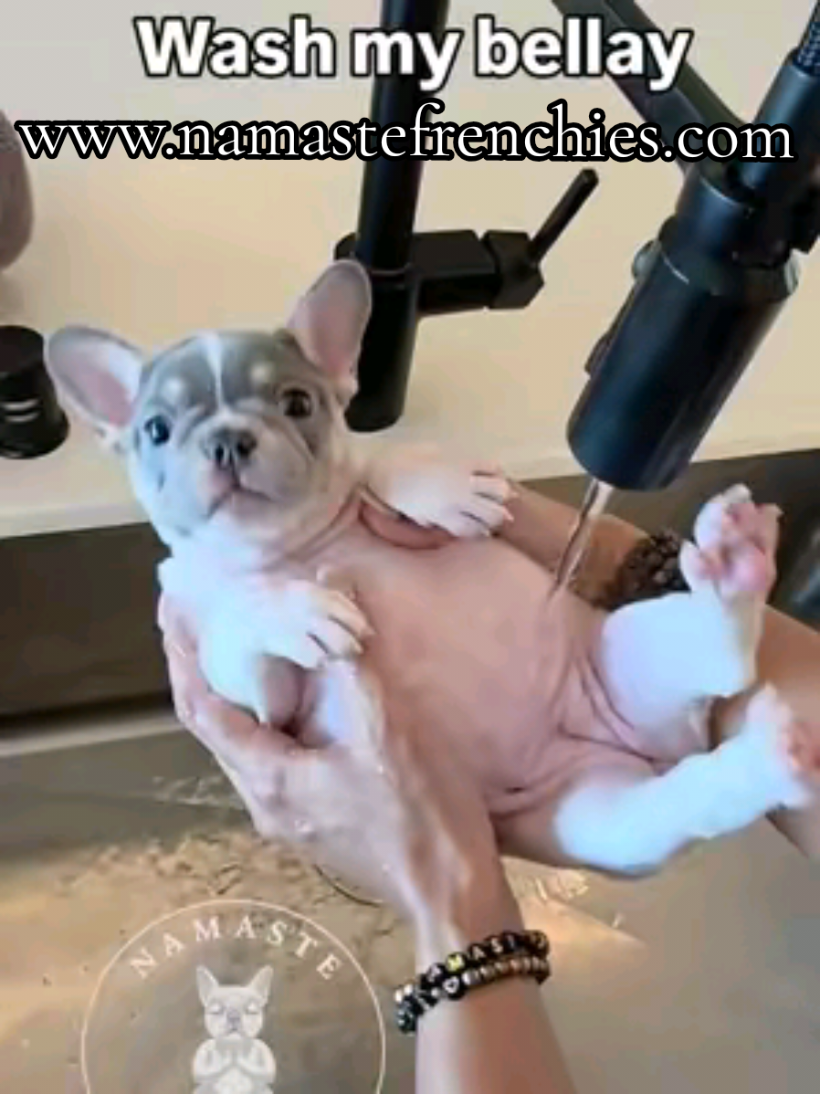 Namaste and wash my pibble bellay 🫧🛁 (Available Puppy) www.namastefrenchies.com  🌾 Botanical Litter 🌾 《 7 Weeks 》 { Fern } Sage x Sir Thomas Cook ✨️ 6-Panel Clear AKC PUPPIES (likely more!) ✨️ 7-Panel Clear AKC + OFA + CHIC Dam ✨️ 8-Panel C3 Clear AKC + OFA + CHIC Sire #fyp #pibble #frenchiepuppy #frenchbulldogpuppy #pebble 