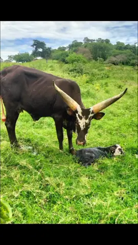 #abihimakwekundajust #robertomuhiinda #rukundoegumeho #forgodandmyculture #forgodandmycows #ankoletiktokers #ankolecattle #foryoupage #foryou #fyp #viral #trending #gospelmusic 