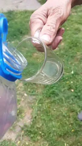 Binek smakuje mocnego specyfiku#dc #binek #forupage #starachowice #ostrowiecswietokrzyski 