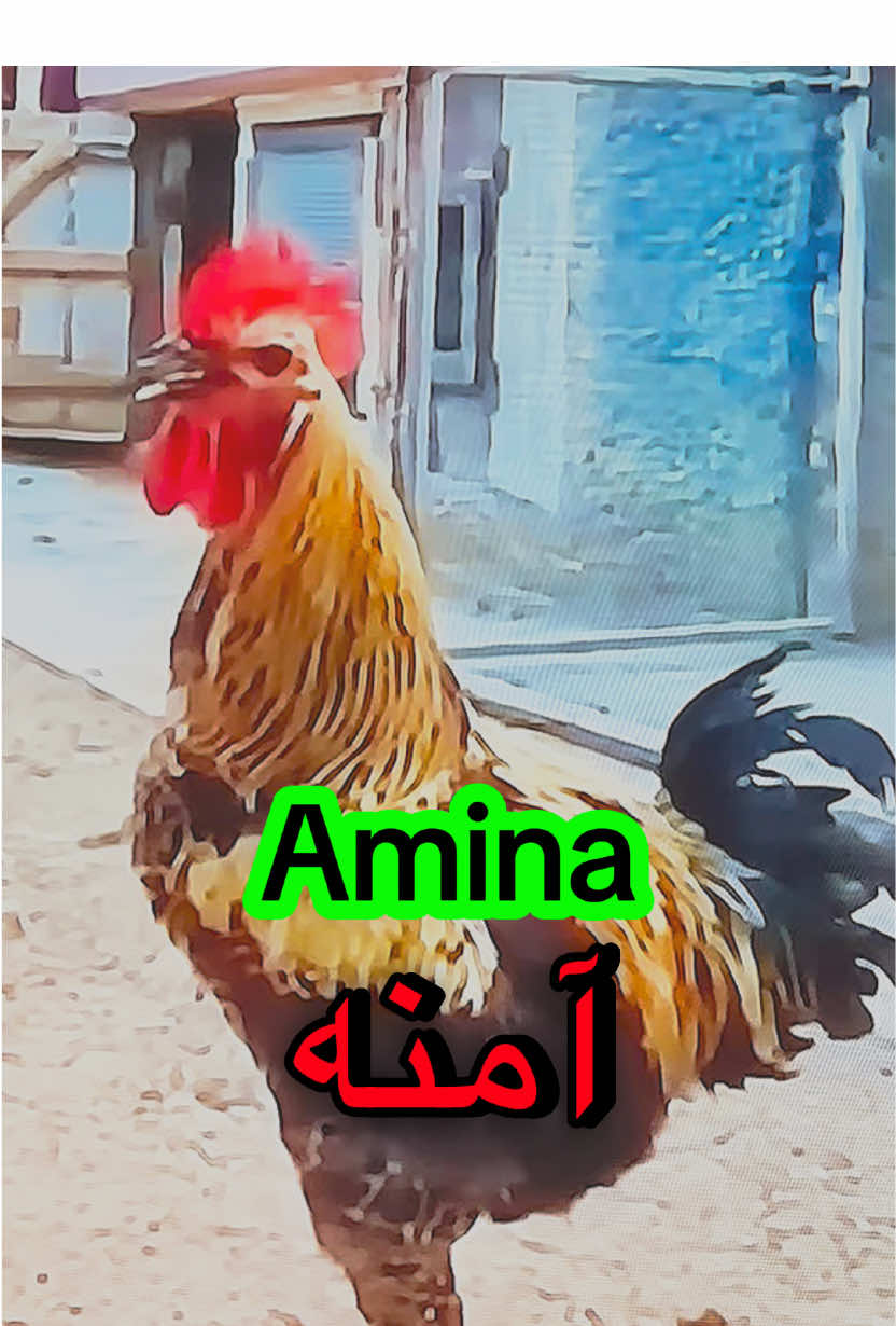 🐔🐔🐔Amina🐔🐔🐔🐔🐔🐔🐔Oh Amena🐔🐔🐔🐔🐔🐔#amina #amena #آمنه #rooster #funnyvideos 