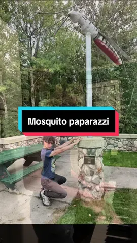 “Erm.. it’s right behind me isn’t it” #fyp #singing #funny #mosquito #paparazzi 