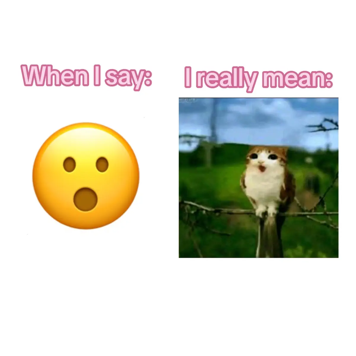 #meowl #abcxyz #cat #owl #fyp 
