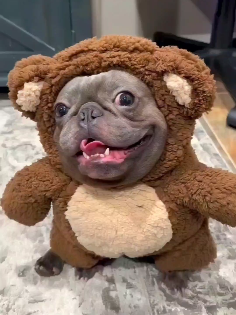 🤣Funny Animals 2025🤣Funny Dogs video🐶 part-79 #funnyanimalvideos  #funnyvideos #funnyanimals #funnydogs #dogs 
