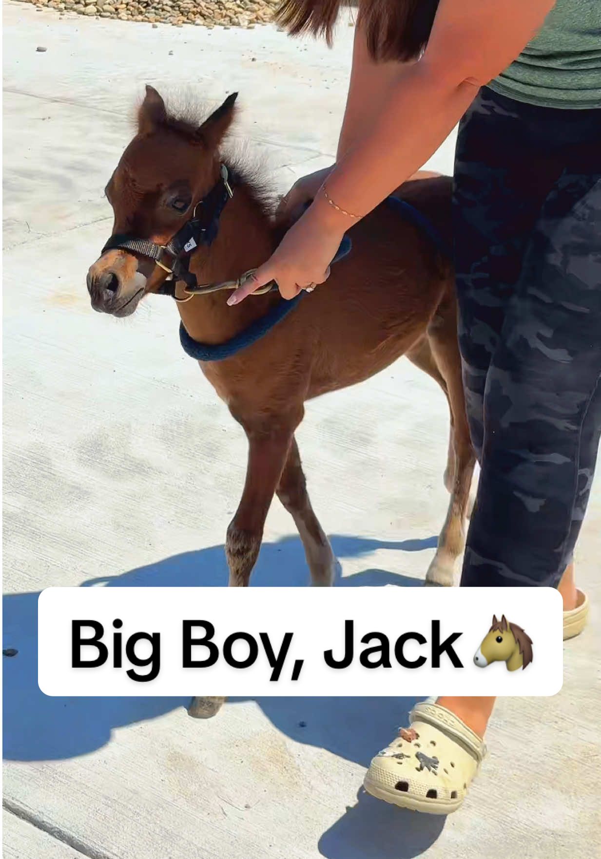 Big Boy, Jack🐴✨ #minihorse #minifoal #haltertraining 