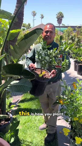 We answered some of your FAQs about planting citrus in pots & added some tips to make sure you are successful in your citrus adventures! 🍋 Key points to keep in mind when planting citrus:  🪴they need fast drainage. They thrive in sandy soil because it doesn’t hold moisture for long, keeping their roots strong and healthy.  🍋 Citrus needs full outdoor sun to thrive. If you are outside of the citrus growing zones (usda 8-11) you can bring your potted tree indoors during winter and supplement with grow lights.  🏝️No plant is an island! Grow pollinator friendly blooms near your citrus to bring in the bees, butterflies, and hummingbirds that will pollinate the citrus blooms ensuring they turn into delicious fruit.  Now you are ready to plant citrus in pots 🐝🍋🪴 Ask us any more questions in the comments below 👇  #citrus #zone10 #containergarden 