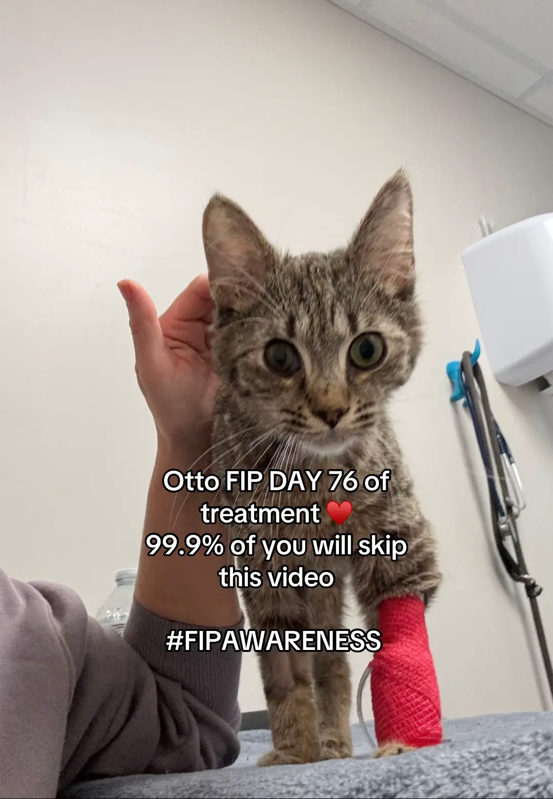 FIP a mutated version of Coronavirus passes into 90 % of cats/kittens a small amount mutates into FIP. With medicine and amazing science GS Started a 12 week course ! My boy Otto is battling FIP and next week is our last week - pray for us before observation begins ♥️🤞#FIP  #fipmedicine #fipawareness #fipglobalcats 