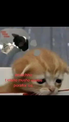 @Kenneth._;D AMOOOOR TE ETAÑOOO MUSHO :C #extrañoaminoviecito #amoaminoviecito #kenneth #paraminovio #fypシ 