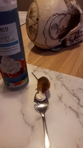 dairy cream 