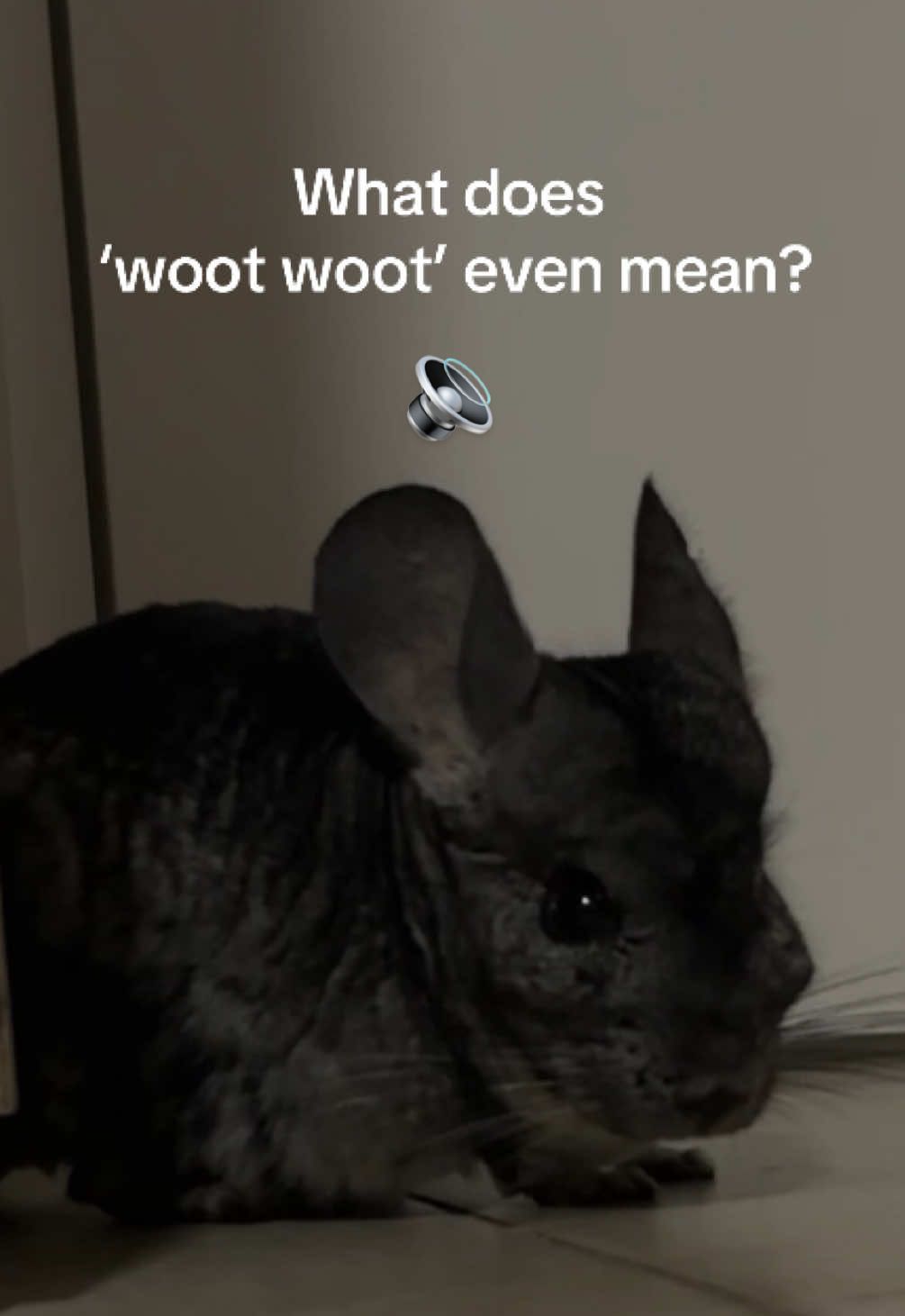 You know this sound? 🐭😂  My chinchilla goes woot woot woot every time she wants out… what does it mean in chinchilla language? ⬇️ #fyp #chinchilla #sounds 