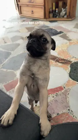 Echándose la miada de su vida y yo ni en cuenta JAJAJA #fyyppppp #pug #pis #foryou 