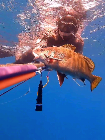 صيد سمكة غراب في فوهة جحر #صيد_الاسماك_بالرمح_spearfishing_bobic_su 