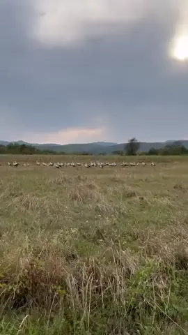 És...elindultak Szerencsés utat kedves gólyák! 