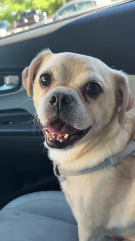 Peep his teefees. 🦷😩🤍🐶 #bingo #dog #dogsoftiktok #pugmix 