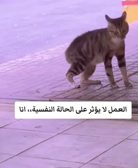 #قطط #العمل #النفسية #ضحك #مقالب 