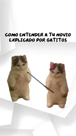 Como entender a tu Novio? Explicado por Gatitos 😺😻🫶 #gatitos #novios #explicacion  #tutorial #amor 