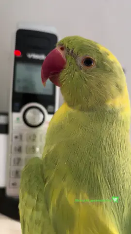 What do you mean, no more “BeepBeeps”? 😂.         - #beepbeep #riccothegreenpiedparrot #funny #adorable #birds