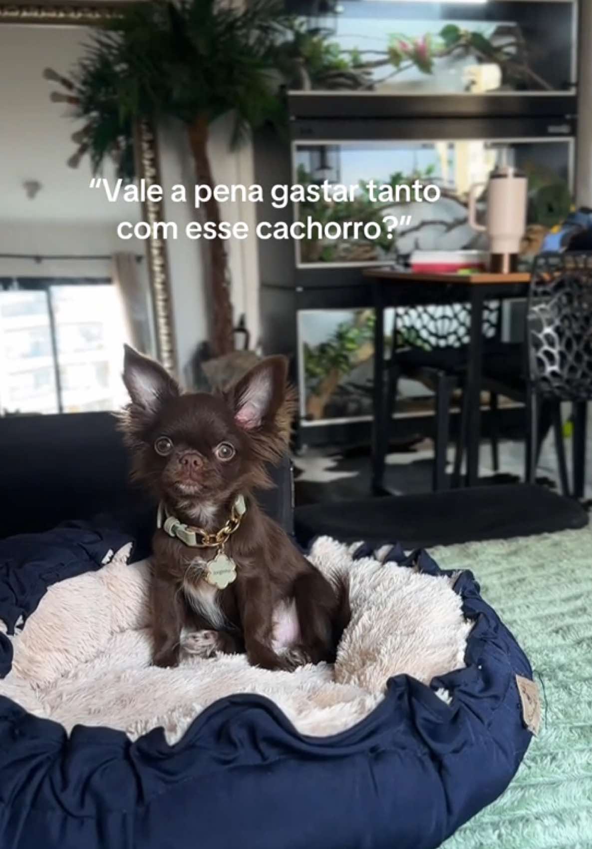 Vale cada centavo! 🐾 #chihuahuafanclub #chihuahualove #maedepet #fyp #foryou 