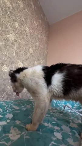 Updates on Pluto 😭😭‼️‼️ Dear followers and animal lovers all over the world,this is Pluto asking for your help 😭 today he hasn't ate anything,I have a large shelter but among all he is the most vulnerable am Humbly asking for your help with anything you can 🙏