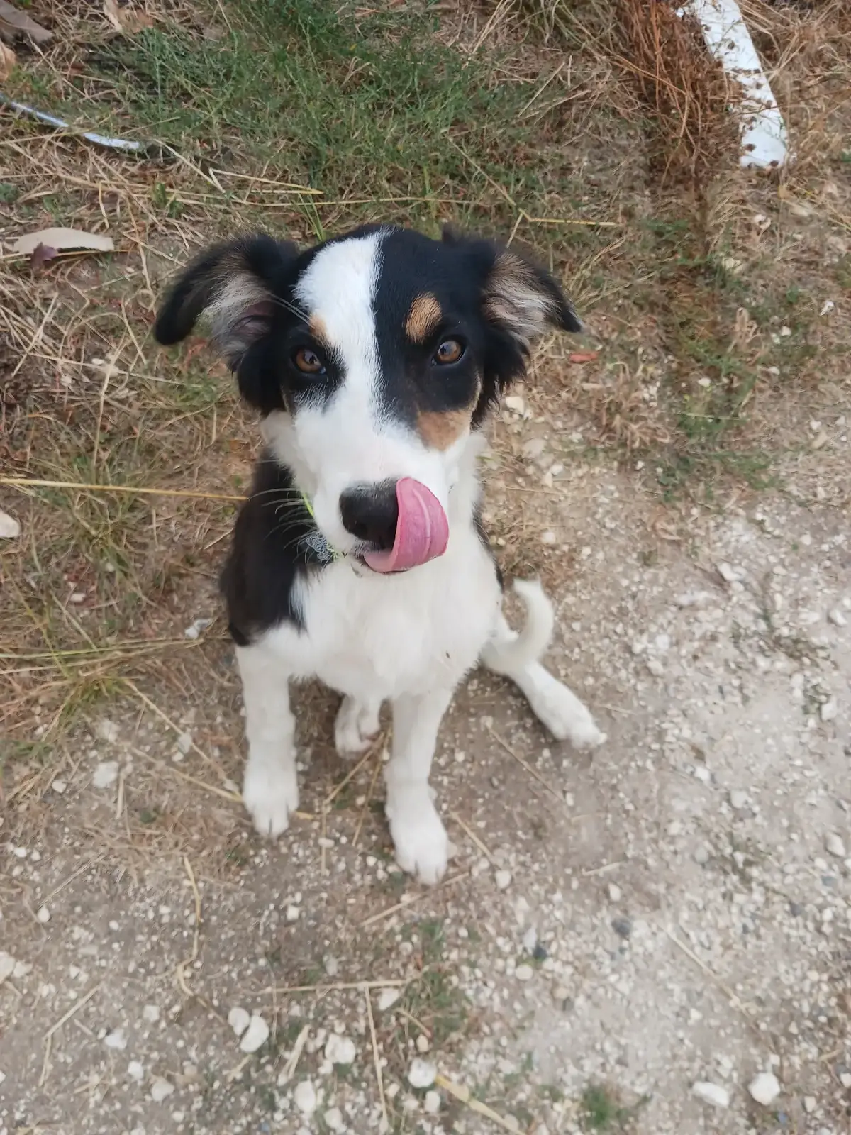 #pourtoi #foryou #foryoupage #babydog #bordercollie la famille s'agrandit,  voici le premier chien de mon fils , et il est fier de l'avoir eu 😉
