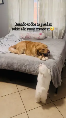 Ya pronto podrás subír mi pulguita ☺️#perritos #perritostiktokers #perros #perros #foryoupage 