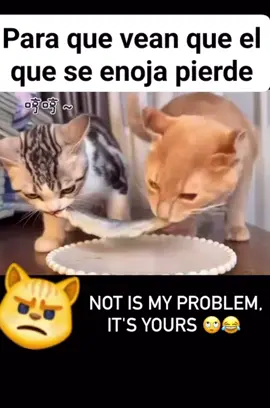 #paratiiiiiiiiiiiiiiiiiiiiiiiiiiiiiii #fouryoupage #gatitos #amor #food 