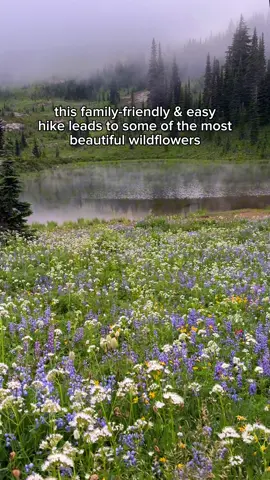 Nachos peak loop trail is located in Mount Rainier national Park, and it is honestly one of the best wildflower displays I’ve ever seen. It is definitely a busy hike because everything is so spectacular, but if you arrive early or go during the weekdays, you might miss the crowds .  The hike is 3.5 miles long, but some of the best sections of wildflowers are less than half a mile from vehicle parking. Please always stay on trails when you are hiking, and don’t smash the wildflowers!  This video is from a couple of weeks ago, so always research the current conditions because I don’t always post in real time.  Mount Rainier, things to do in Mount Rainier national Park, wildflower season in Washington, Washington during August, family adventures in Washington, Pacific Northwest adventures, Pacific Northwest wildflowers 