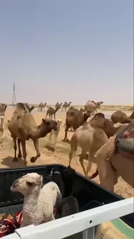 #حرش_العراقيب #الصفر #الشعل #الوضح #explore #عطايا_الله🐪 