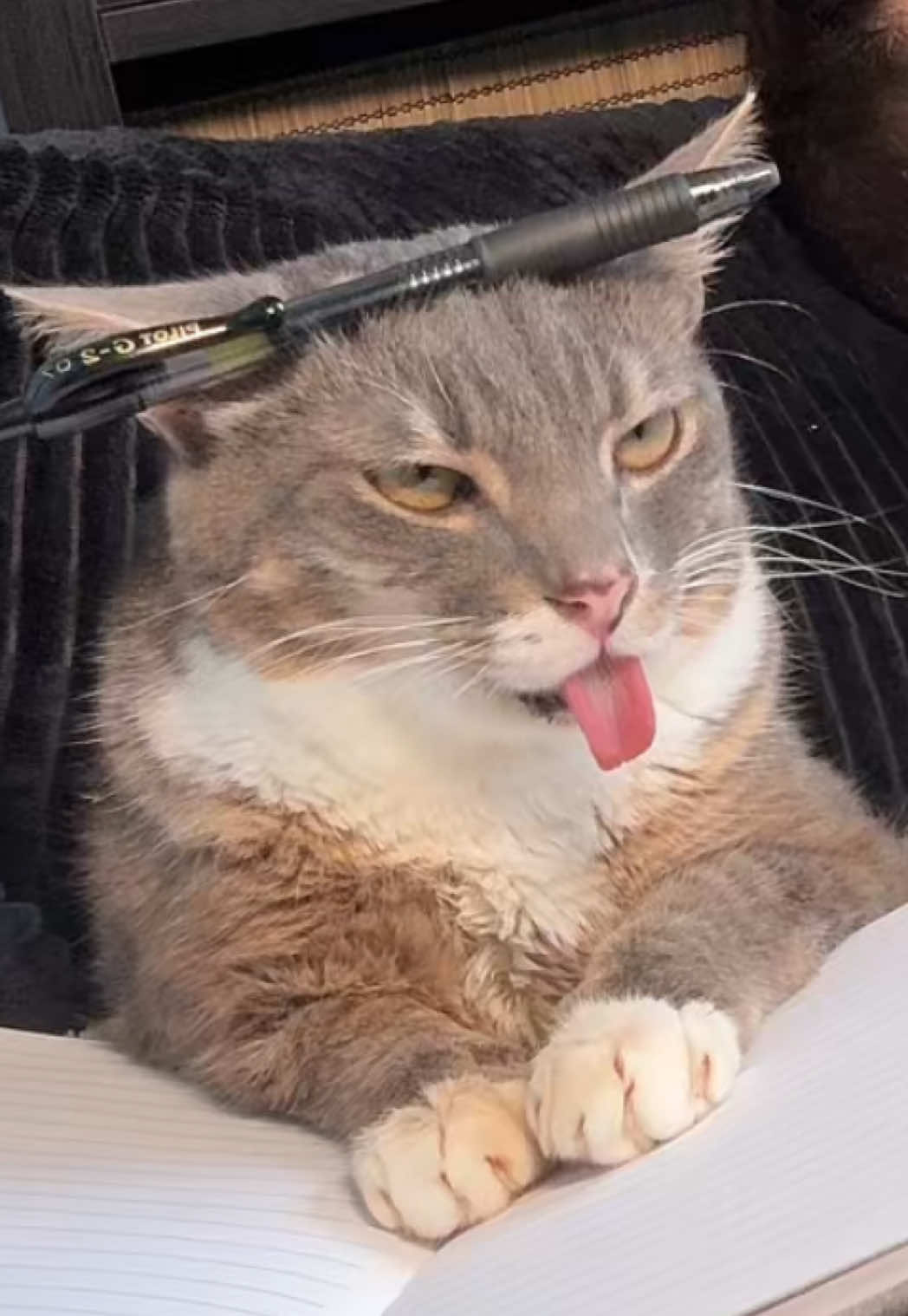 Rigbycat is a great listener   #fyp #catcontent #sillycat #catsoftiktok #rigbycat 