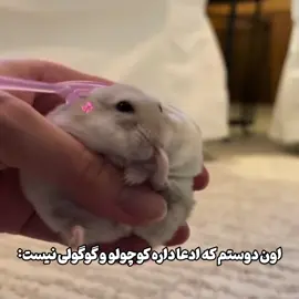بوجیییی بوجیییی😭🥹✨#تشریف_ببر_فوریو☆