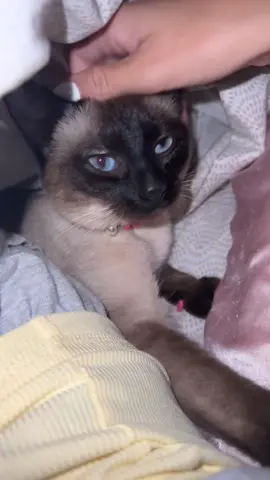I love this trend 💗 #foryou #cattok #Siamese
