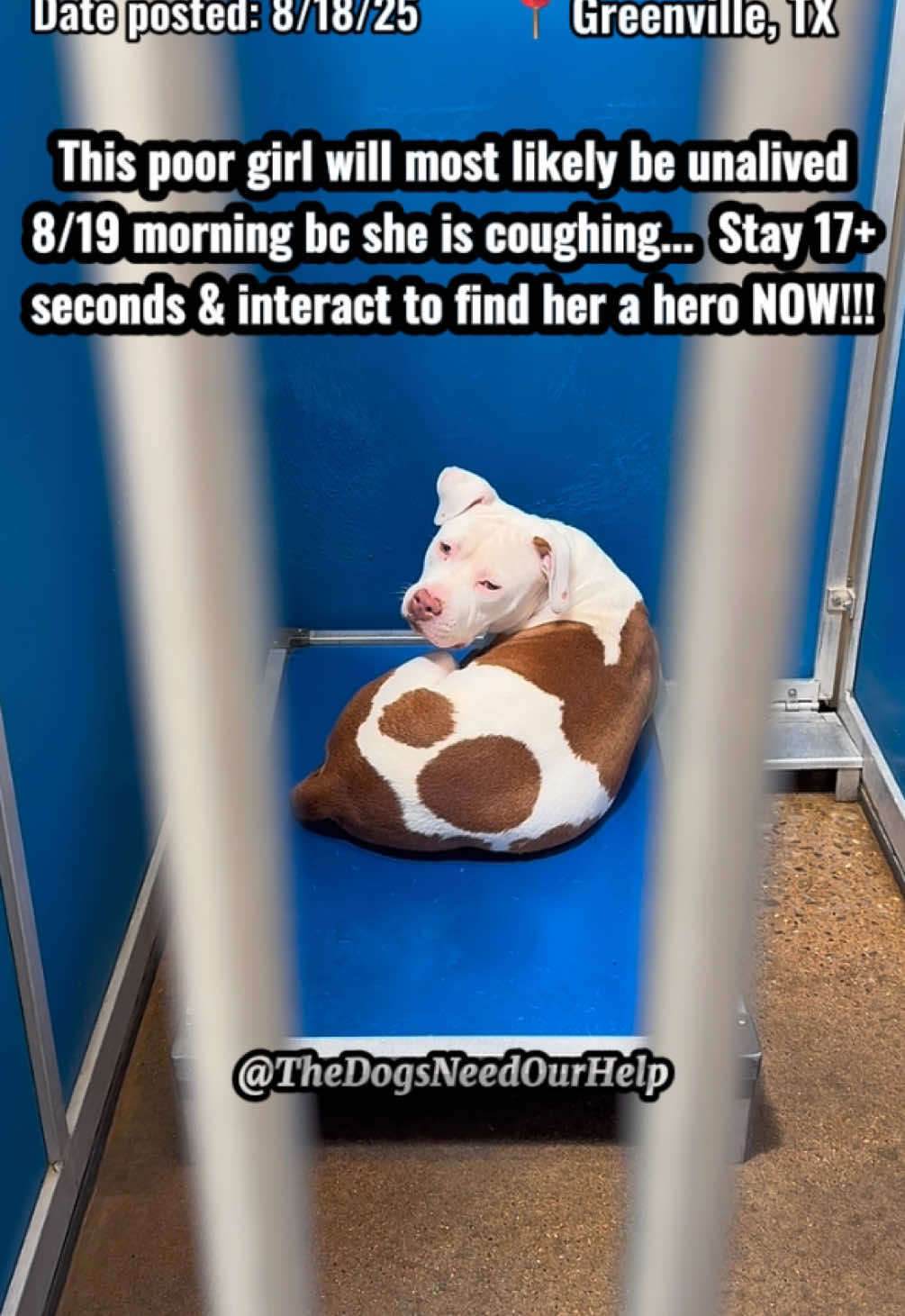 💔This poor girl is coughing & is most likely going to be out of time tomorrow morning 8/19.💔 This 2 year old beauty was found as a stray on Bourland in Greenville & not reclaimed. She caught a treatable, but contagious upper respiratory infection in there & the shelter has no way of treating it.. She needs out before she ends up unalived for it as soon as 8/19 morning!! The shelter is constantly filling up & doesn’t give warnings or deadlines. She is 1 of longest residents. ⚠️DISCLAIMER: I AM A VOLUNTEER. PLEASE DO NOT HARASS OR THREATEN SHELTER AS THEY AREN’T TO BLAME. YOU WILL ONLY MAKE IT HARDER TO HELP THE DOGS!⚠️ 🙏🏼Need adopter to go in person or local foster & reputable rescue in DFW / East TX! Shelter doesn’t have a foster program. Supplies provided & expenses are covered by rescues typically. Rescues need funds (pledges) & local fosters to save. Kennel 38, No Name, ID 251194 Unaltered female, American Pit Bull Terrier mix 2 years old (guess), HW status unknown Stray 7/30/25, available 8/2/25 If you want to adopt out of state (PNW/MW/NE —will need rescue & local temp foster for 3-4 weeks for that to happen) or if you can foster for a rescue in DFW until adoption, please message @TheDogsNeedOurHelp & I’ll connect you with a rescue. Adoption costs more than shelter fee if out of state & can’t go in person. ONLY if able to adopt in person or tag by rescue (approved to tag), contact shelter directly at: Greenville Animal Control Shelter 5800 Joe Ramsey Blvd Greenville, TX 903-457-2990 (phone is down rn) Open: Mon-Sun 9am-5pm animalcontrol@ci.greenville.tx.us Shelter adoption fee is $95, which includes mandatory spay, rabies vax, & microchip. Also, a $20 non-refundable S/N deposit is required. Dogs get 1 round of bordetella & DAPPv upon intake. Dogs are not seen by a vet as shelter does not have one. Will need to be seen soon after adoption. #greenville #texas #dfw #dog #adopt 