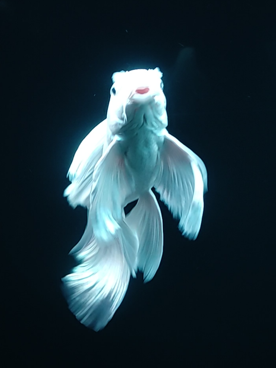 butterfly long body vietnam 