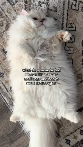 love this little man  #catsoftiktok #fyp #cat #cattok 