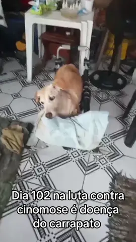 #dia102 #cinomosetemcura #caramelos #caes #cinomose 