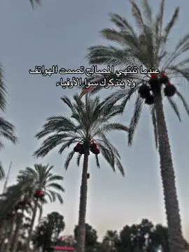 #الشيخ_زويد #بدوانك_سعدهم_قايم🔥💪 #العريش #النشمي 