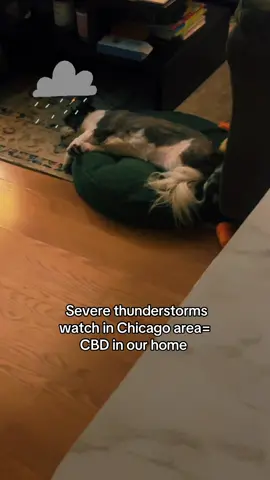 #shihtzu #shihtzusoftiktok #storms #chicago #cbddogs #calming #millennial #winnie #chewy #furbaby 