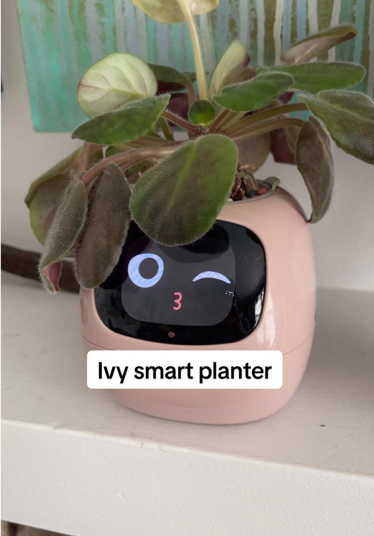 Keeps your plants watered, reminds you when they’re thirsty, and makes plant care easy and fun. This smart planter is cute, aesthetic, and perfect for any plant lover. Meet the Ivy Smart Planter