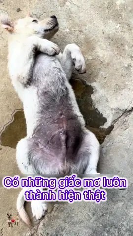 Giấc mơ đã thành hiện thực #pet #xuhuong #dog #dogs #viral 