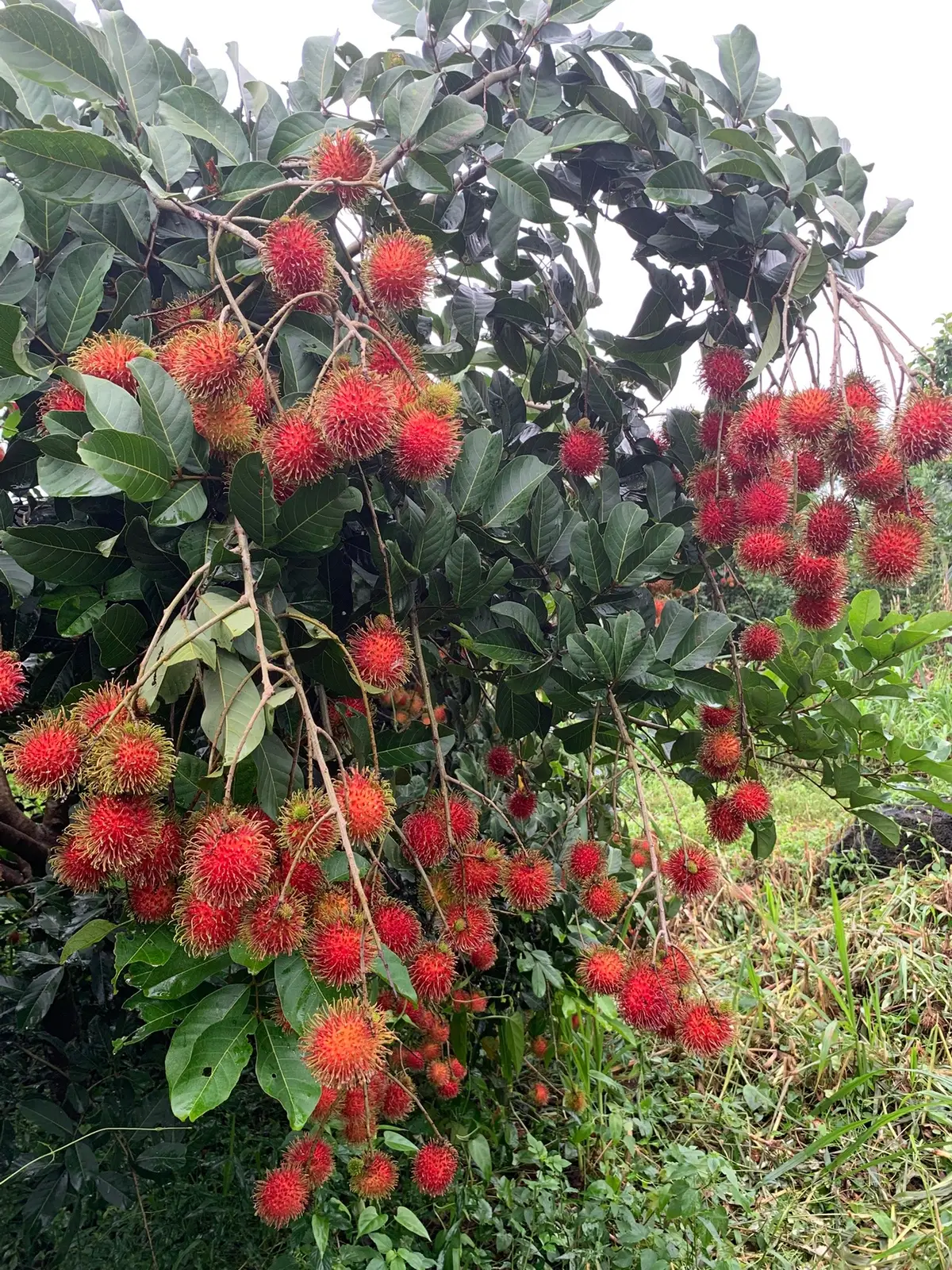 #Tình Đẹp Mùa Chôm Chôm-Giao Tiên@Thuỳ Dương#muachomchomchin#muavangboithu#