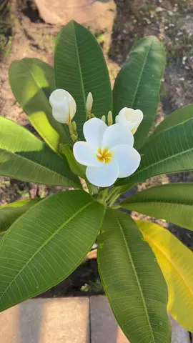 #🪷#🪷#🌸🌸🌸 